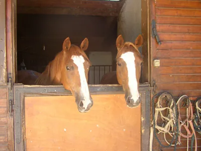 Centre equestre - Le Rouret à Grospierres, Ardèche (07)