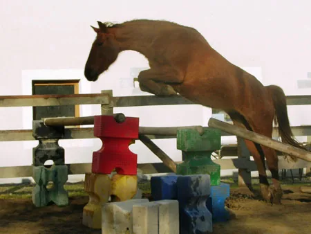 Centre Équestre Poney Club à Maurs, Cantal (15)