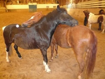 Centre Equestre de Châtenay-Malabry à Châtenay-Malabry, Hauts-de-Seine (92)