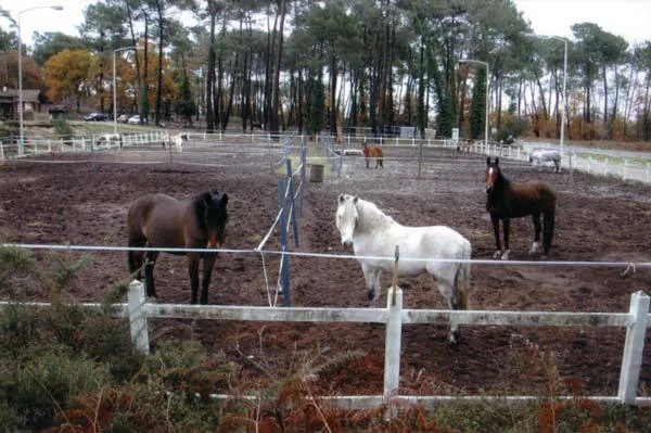 Centre Equestre l'Eperon à Biscarrosse, Landes (40)