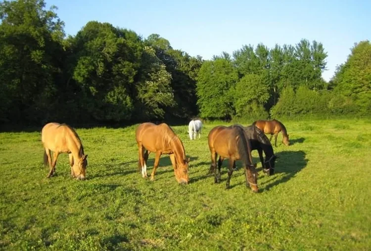 CENTRE EQUESTRE DU CHATEAU DE BEHEN à Béhen, Somme (80)