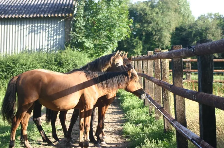 Centre Équestre et Poney Club Poneys Loisirs à Orgères, Ille-et-Vilaine (35)