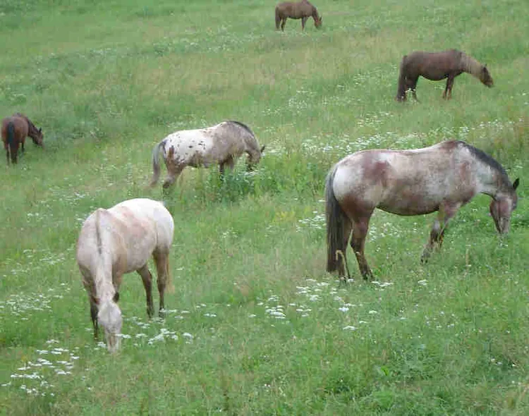 Centre de Loisirs Equestres d'Irina à Frayssinet-le-Gélat, Lot (46)