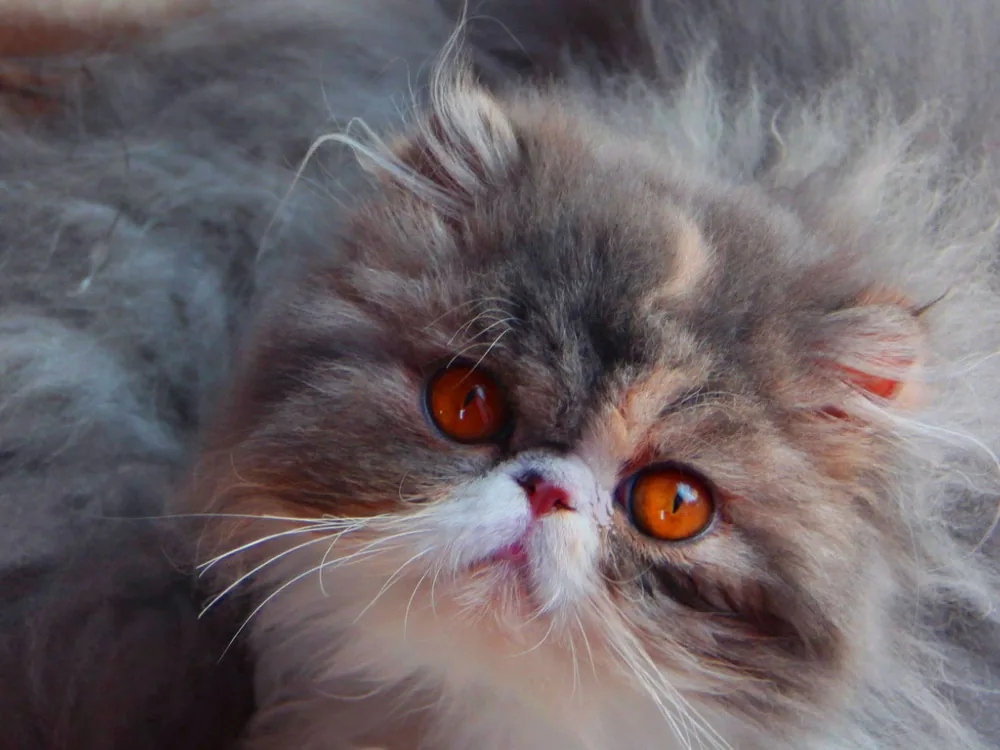 Chatterie des Landes de Lanvaux à Trédion, Morbihan (56)