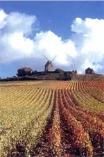 Champagne Lepreux Penet à Verzy, Marne (51)