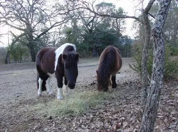 Cheval'P à Seillans, Var (83)