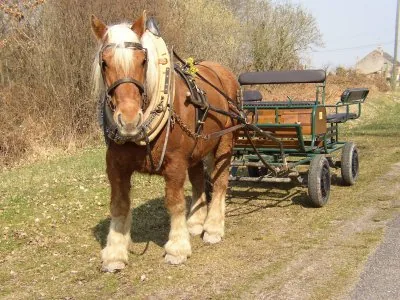 Chevaux d'Ici à Le Brethon, Allier (03)