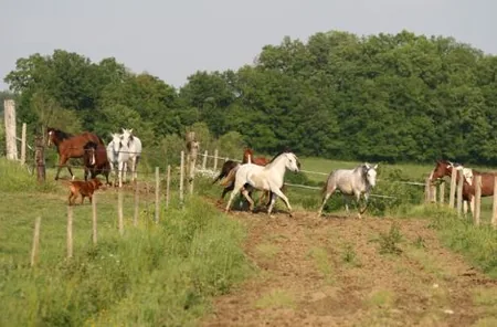 Cheval Voyages à Lougratte, Lot-et-Garonne (47)