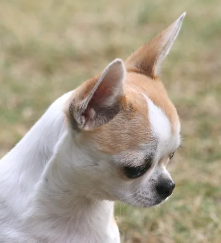 Chihuahuas du Moulin de Kerliviry à Cléder, Finistère (29)