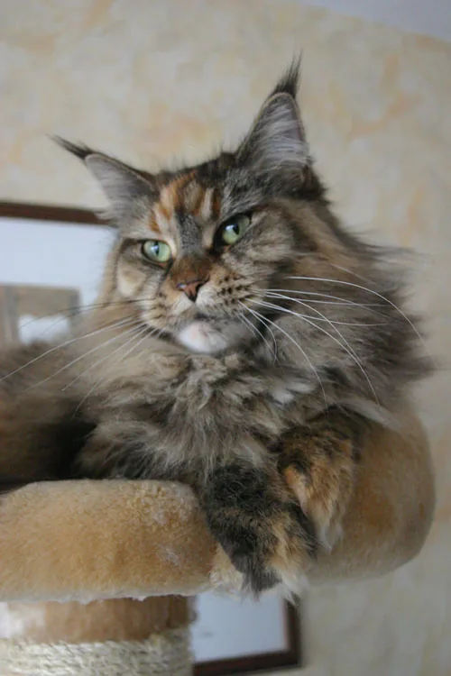 Chatterie du Trou aux Loups à Rioz, Haute-Saône (70)