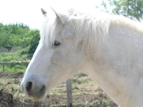 Cheval Luberon à Bonnieux, Vaucluse (84)