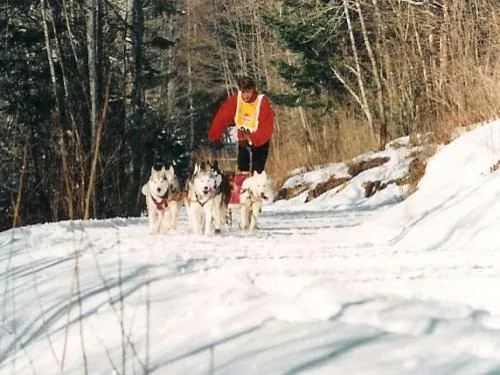 Chien de traineaux dans le Vercors à Autrans, Isère (38)