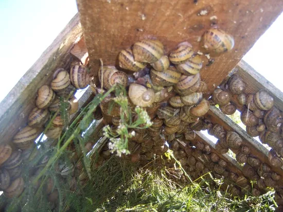 Escargots en sommeil