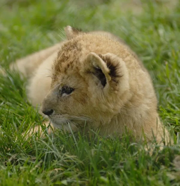 Château de la Bourbansais - Parc Zoologique à Pleugueneuc, Ille-et-Vilaine (35)