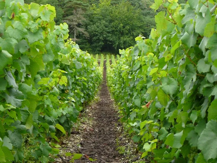 Champagne Moutaux à Bligny, Aube (10)