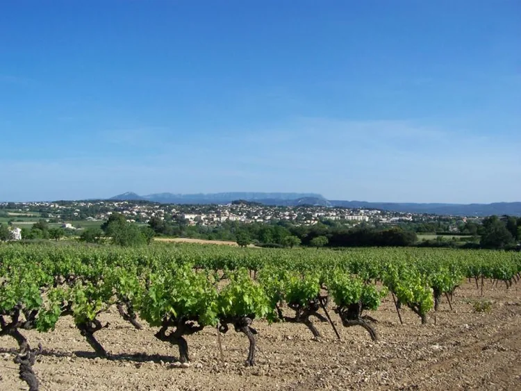 Circuits Avignon Wine Tour en Avignon, Vaucluse (84)