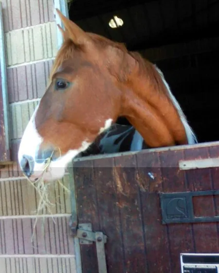 Club Figeacois du Poney et du Cheval à Figeac, Lot (46)