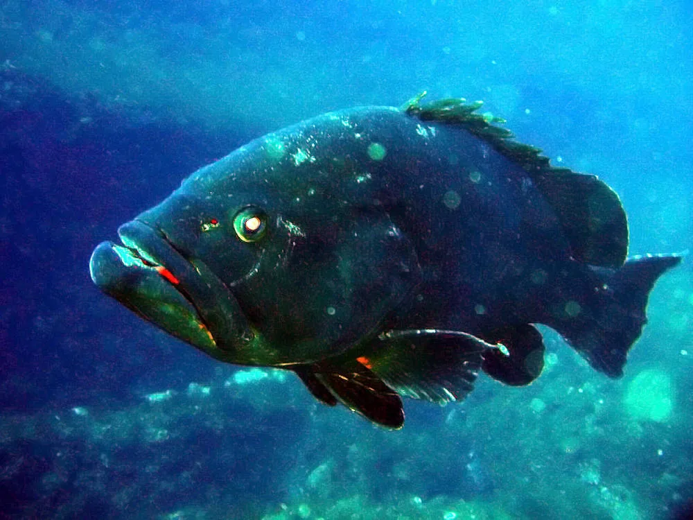 Corsica Diving à Bonifacio, Corse-du-Sud (2A)