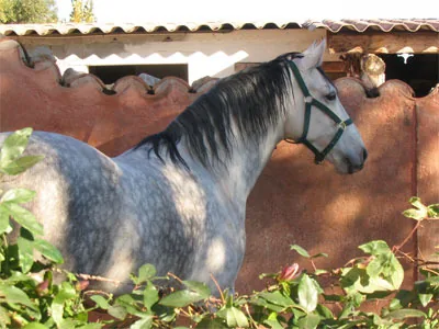 Conservatoire d'Équitation Ancienne - École de Dressage à Cuers, Var (83)