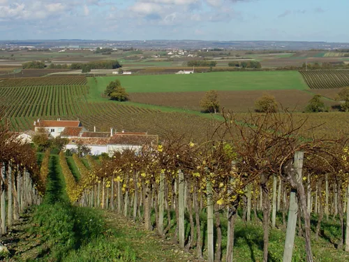 Cognac Tasting Tour à Saint-Preuil, Charente (16)