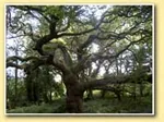 Cpie Forêt de Brocéliande à Concoret, Morbihan (56)