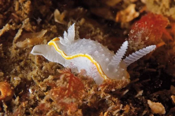 Vous verrez sûrement des nudibranches de multiples formes et très colorés !