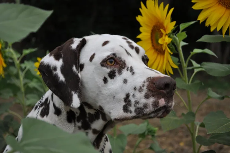 élevage Dalmatien des perles d’écume éleveur de Dalmatiens lof Chiot disponible 