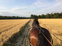 Des Pattes et des Poils à Meigneux, Seine-et-Marne (77)