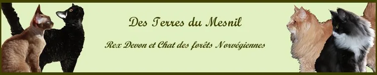 Des Terres du Mesnil à Mesnil-sur-l'Estrée, Eure (27)