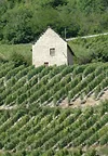 Domaine Yves Duport à Groslée, Ain (01)