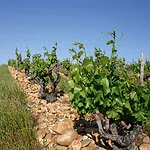 Domaine de Beaurenard à Châteauneuf-du-Pape, Vaucluse (84)