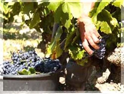 Domaine Comte de Lauze à Châteauneuf-du-Pape, Vaucluse (84)