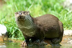 Les Loutres d'Europe : NOUVEAUTES 2012, mais aussi : Les Ibis rouges, 5 Vautours fauves, les Tapirs terrestre...