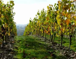 Domaine de Haute Perche à Saint-Melaine-sur-Aubance, Maine-et-Loire (49)