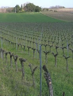 Domaine les Peyrières à Saint-Maurice-de-Cazevieille, Gard (30)