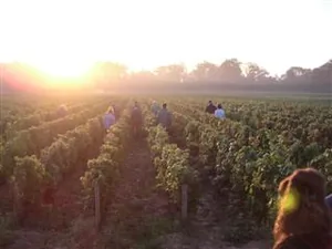 Domaine Mathias à Chaintré, Saône-et-Loire (71)