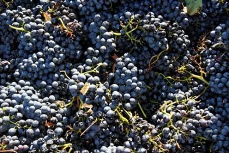 Domaine Clavel à Saint-Gervais, Gard (30)