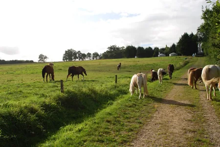 Domaine de la Haute Hairie à Saint-M'Hervé, Ille-et-Vilaine (35)
