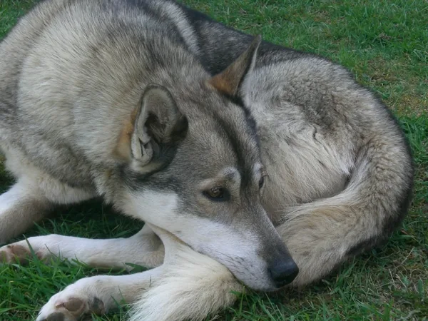 Dolina Volka Husky Sibérien à Saint-André-le-Gaz, Isère (38)