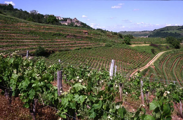 Domaine Laurens à Clairvaux-d'Aveyron, Aveyron (12)