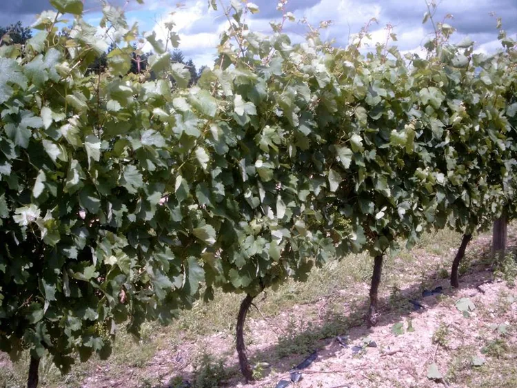 Domaine Gardien - Besson à Besson, Allier (03)