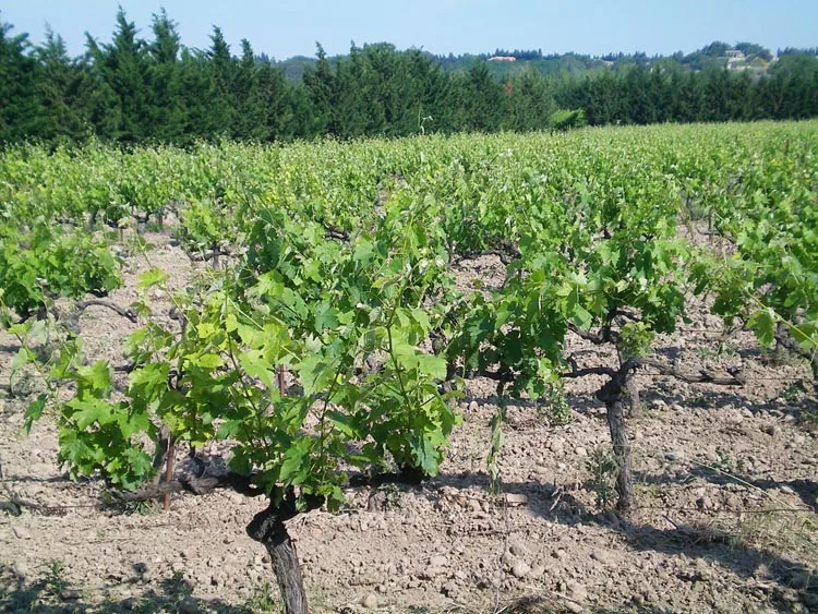 Domaine Terre des Chardons à Bellegarde, Gard (30)