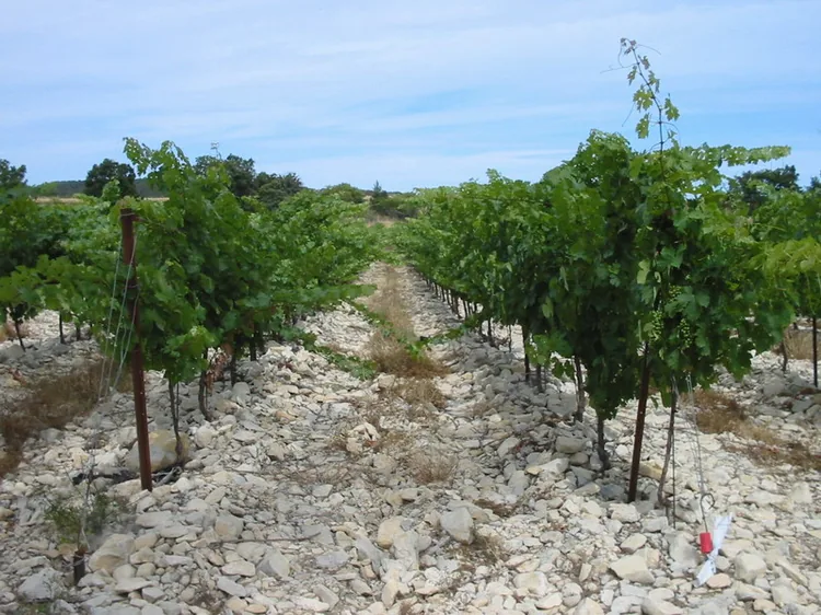Domaine des Sauvaire à Crespian, Gard (30)