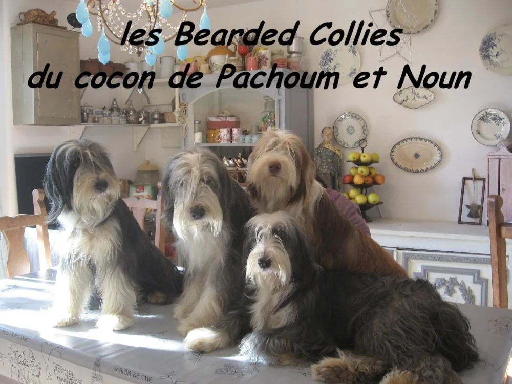 Du Cocon de Pachoum et Noun à Le Buisson-de-Cadouin, Dordogne (24)