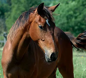 Ecole d'équitation des Ferrières à Chaleins, Ain (01)