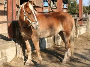 Ecurie Saint Jacques à Perpignan, Pyrénées-Orientales (66)
