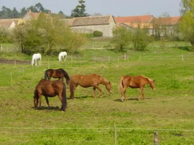 Ecole d'équitation Le Moulin de la Forge à Longvilliers, Yvelines (78)