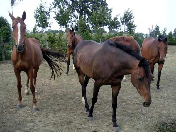 École d'Équitation de Bedee - la Nouaye à La Nouaye, Ille-et-Vilaine (35)