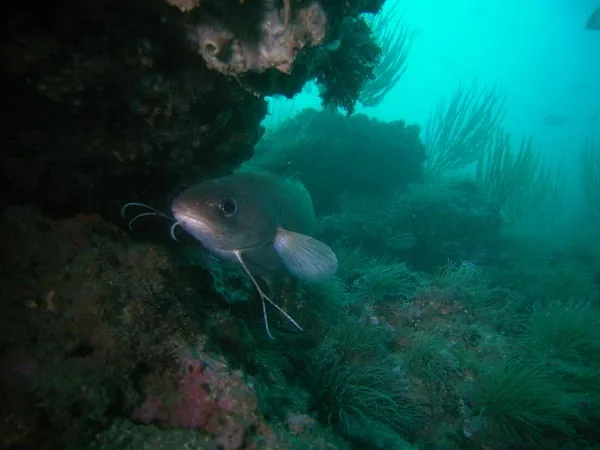 Ecosystem à Palavas-les-Flots, Hérault (34)