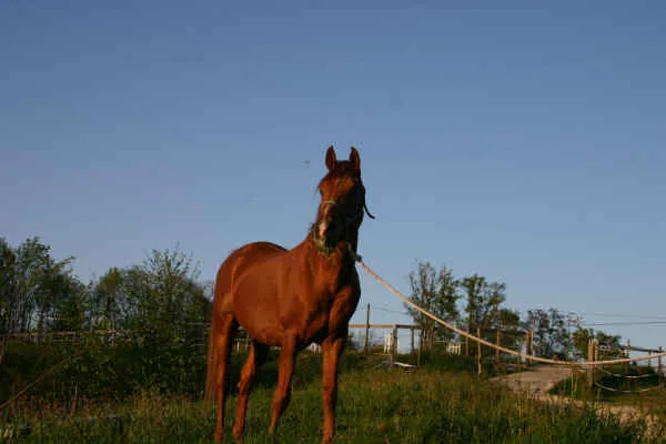 Ecurie du Chatelars à Mazerolles, Charente (16)